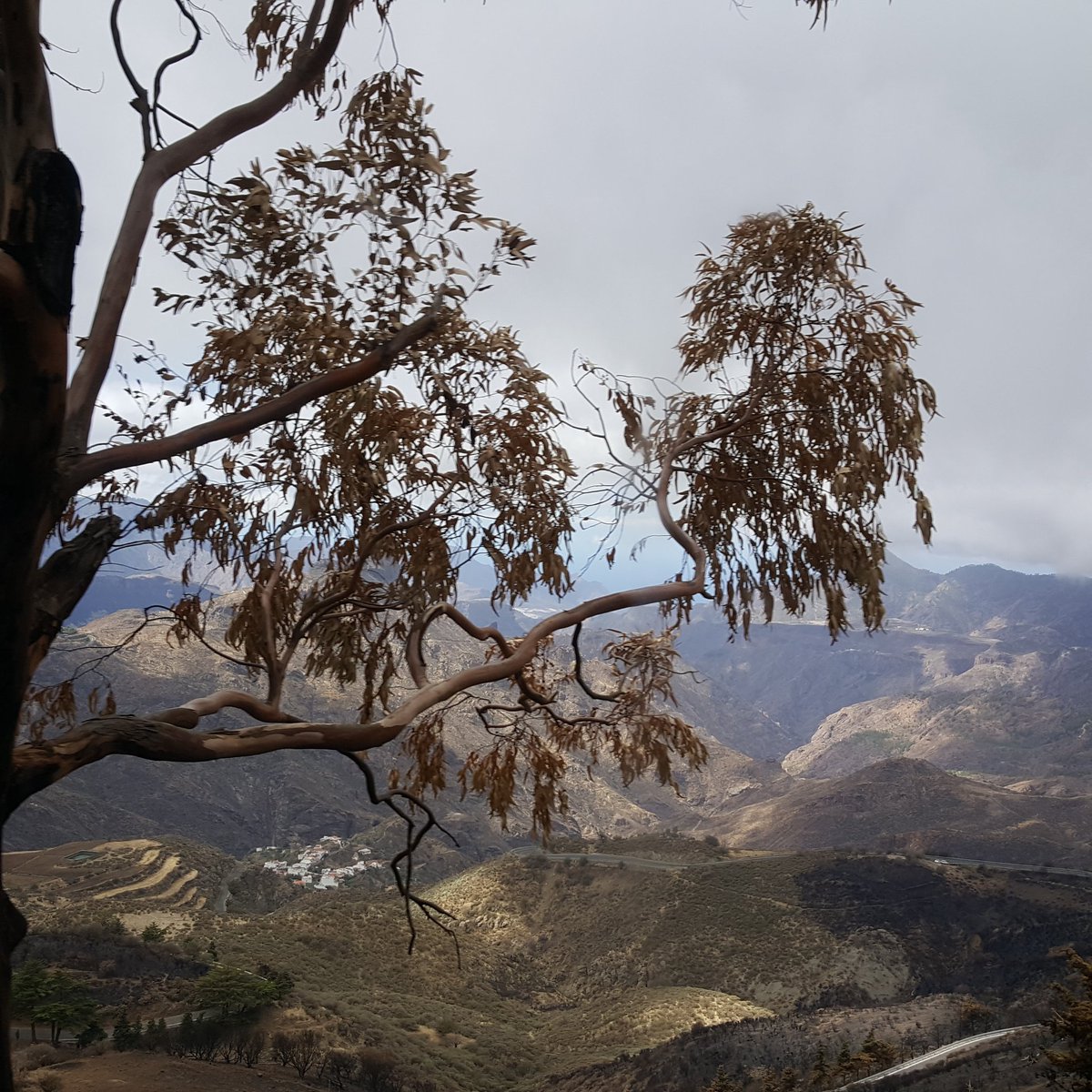 meteogc's tweet photo. Después de un mes, la Cruz de Tejeda sigue llorando por el incendio que asoló la cumbre de Gran Canaria. https://t.co/HxSUJbWCfU
