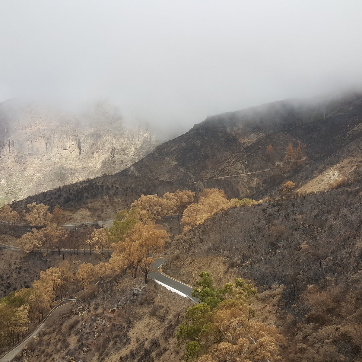 meteogc's tweet photo. Después de un mes, la Cruz de Tejeda sigue llorando por el incendio que asoló la cumbre de Gran Canaria. https://t.co/HxSUJbWCfU