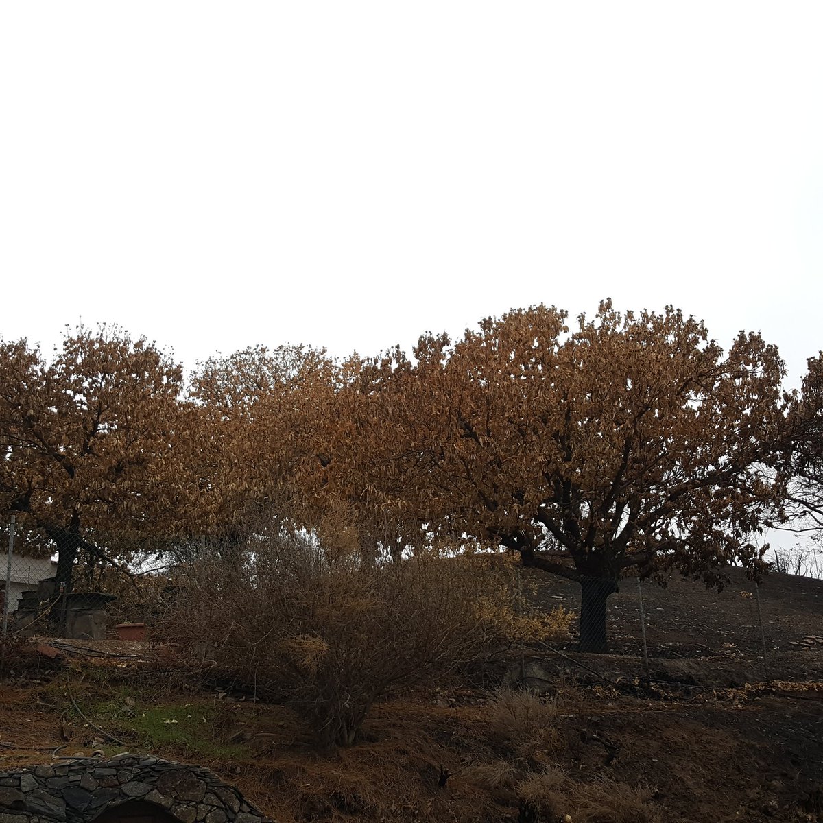 meteogc's tweet photo. Después de un mes, la Cruz de Tejeda sigue llorando por el incendio que asoló la cumbre de Gran Canaria. https://t.co/HxSUJbWCfU