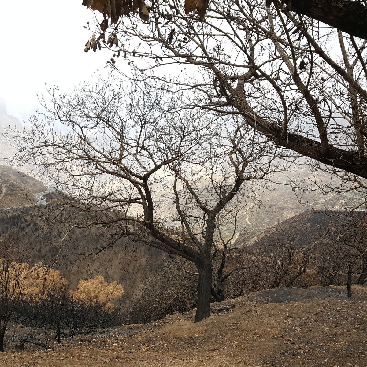 meteogc's tweet photo. Después de un mes, la Cruz de Tejeda sigue llorando por el incendio que asoló la cumbre de Gran Canaria. https://t.co/HxSUJbWCfU