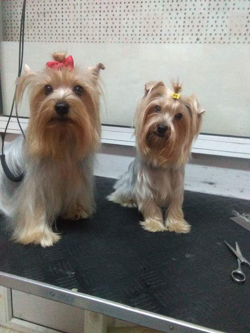 Me las como de amorrrrrrr, no puedo expresar lo que siento por ellas ,,, https://t.co/f8ah6bPOQA