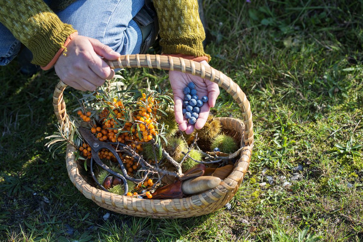 greenmoxie's tweet photo. Falling Fruit have created a worldwide foraging map
https://t.co/2ll0xbm7UM #foraging #bushcraft #greenmoxie #fallingfruit #freegans https://t.co/wpGR2opwZs