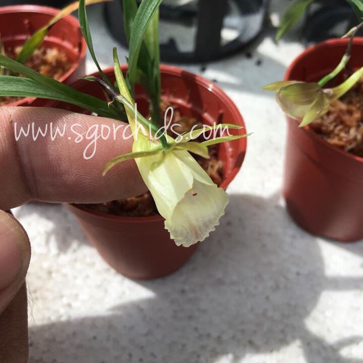 SgorchidsEvelyn's tweet photo. Galeandra leptoceras in thumb pots eager to bloom #SgOrchids #mini #sg #orchids #orchidsnurserysg  #singapore #sgorchids https://t.co/u2AOxA8W8w