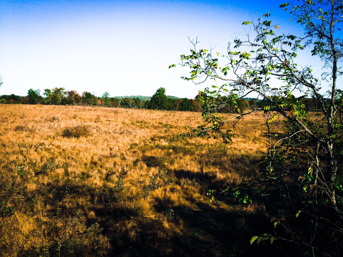 Markins33's tweet photo. Open fields &amp; Sunshine, who else will be enjoying the weekend hunting? https://t.co/OQd3k78QGI