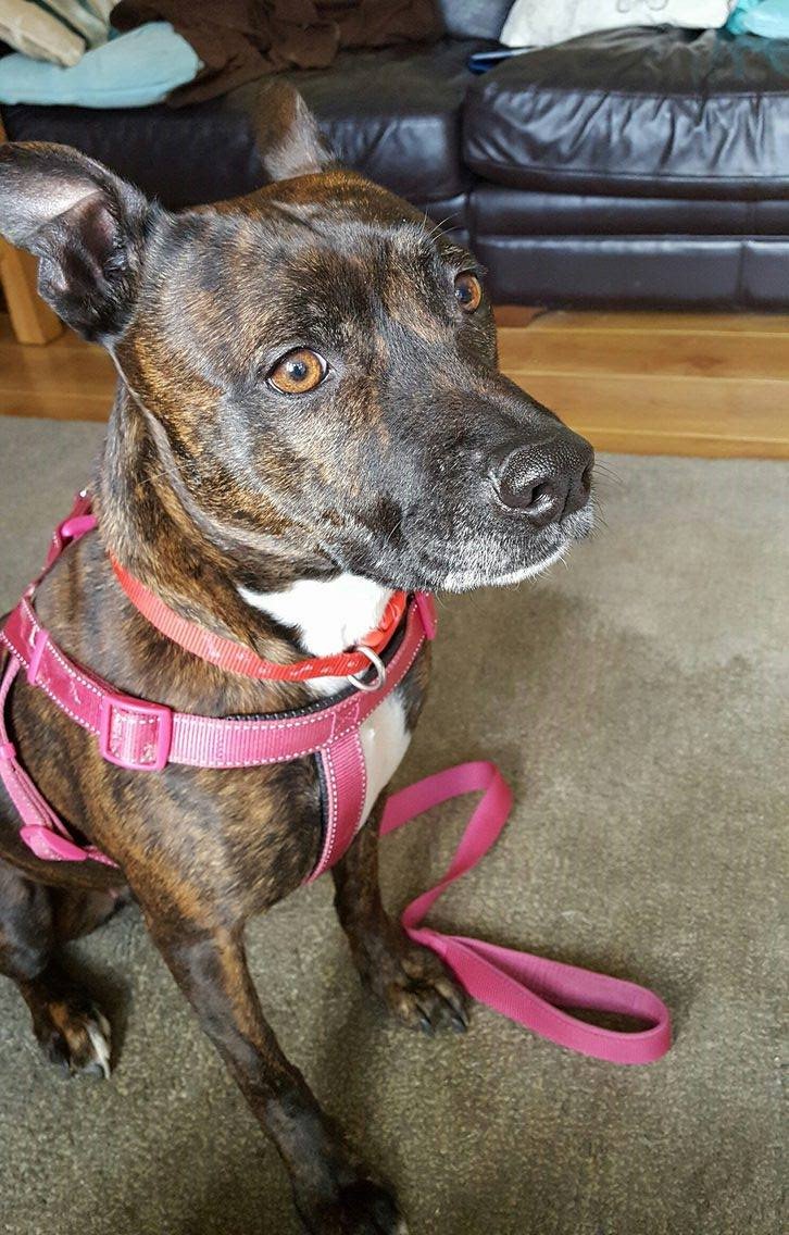 Good luck for tomorrow Dixey, She is of to the vets to be ##spayd Ready for her new #foster home next week 🐶🐶🐶🐶