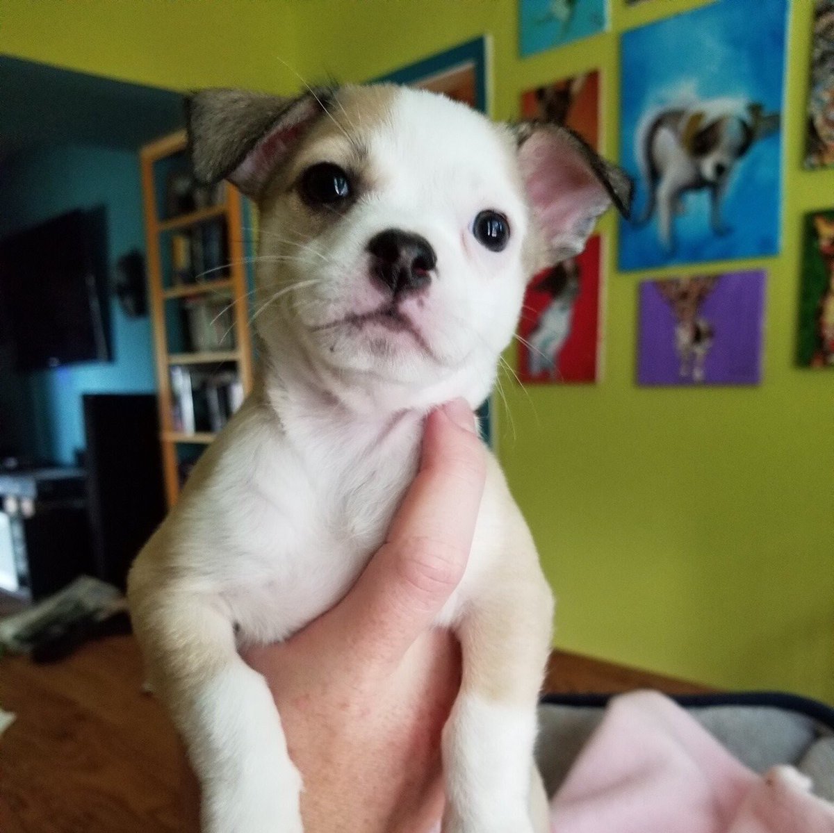 Let's play guess the breed/mix! Meet Rhyme, he's 6 weeks old, 3.5 lbs. (Not ready for adoption yet 😉)
