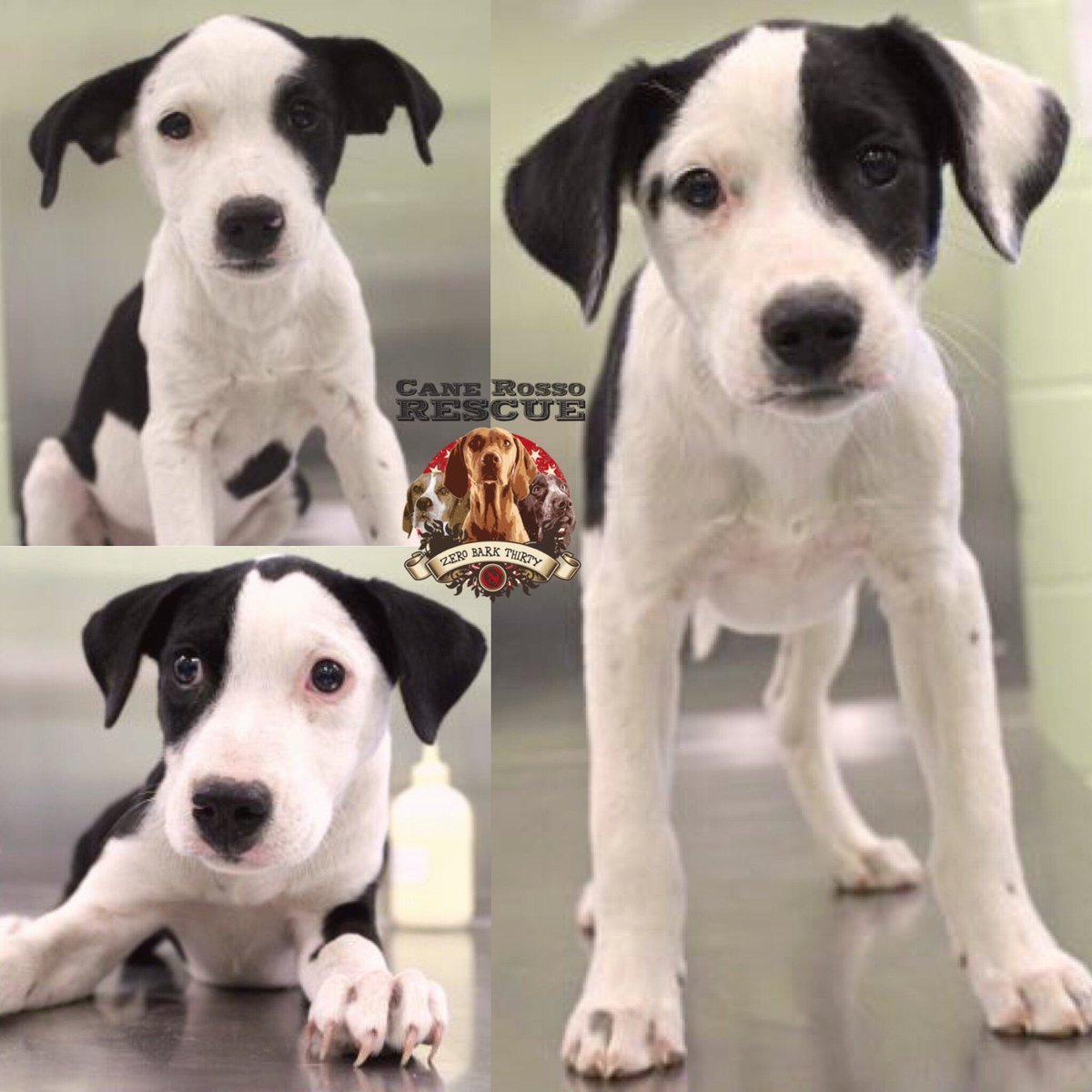 CaneRossoRescue's tweet photo. Ok, who is ready to foster or adopt #Pointer puppies? #Adorable #PuppyBreath #NeedFoster Application here: https://t.co/poaZPfQ0fo https://t.co/9d3LugfXaX