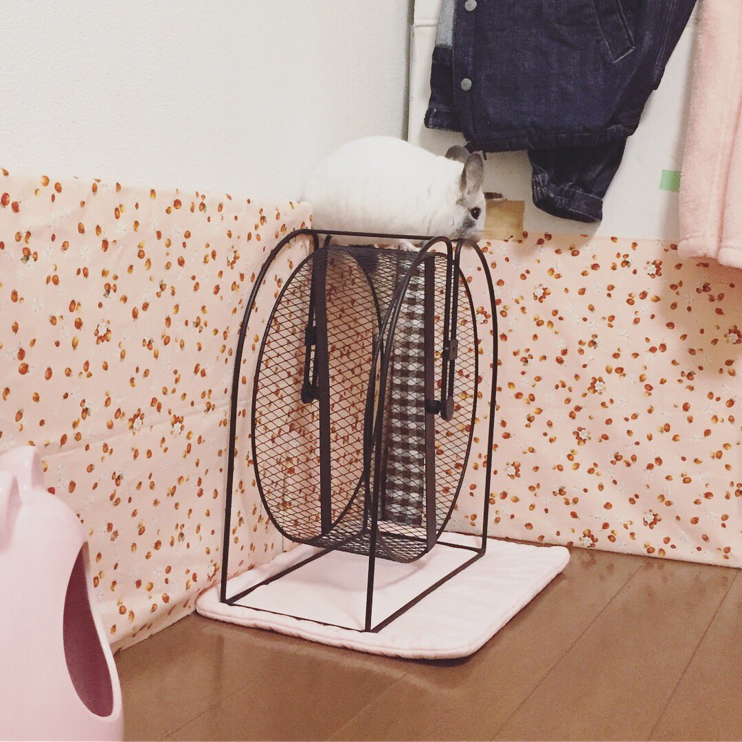 a7cn1066's tweet photo. 世界なぜそこにチンチラ
#チンチラ https://t.co/h9aljLXscG