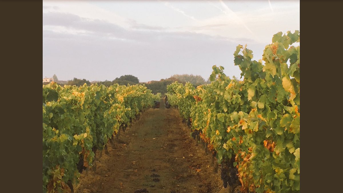 Bodega Gil Berzal tweet media