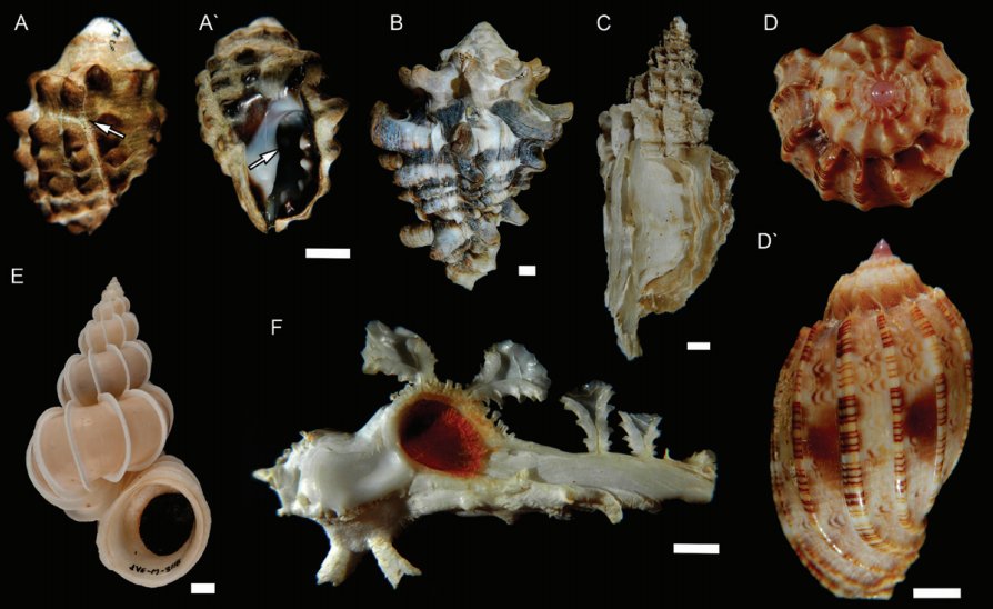 FemoraleShells's tweet photo. The varix: evolution, distribution, and phylogenetic
clumping of a repeated gastropod innovation,https://t.co/ZdKkMT8Eta #varix #evolution https://t.co/lzu4iuiQyc