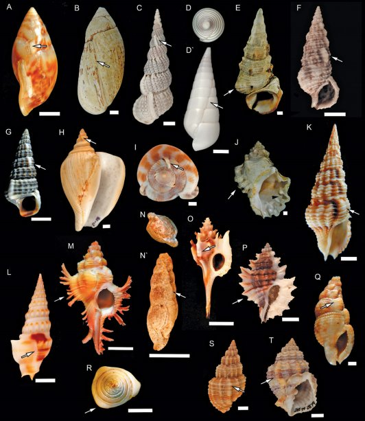 FemoraleShells's tweet photo. The varix: evolution, distribution, and phylogenetic
clumping of a repeated gastropod innovation,https://t.co/ZdKkMT8Eta #varix #evolution https://t.co/lzu4iuiQyc