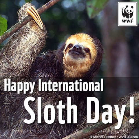 Did you know that sloths a really good swimmers? ow.ly/qbTl30fDu1b  #NationalSlothsDay #Cute #Sloth