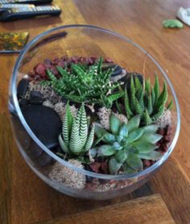 LamarUCAB's tweet photo. Build your own terrarium at 11 under the d-Hall patio! π± #luevents #lucab https://t.co/hICwSsBvM3