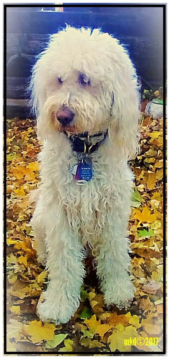 doodlebugmom's tweet photo. #OwnerTrained #Goldendoodle #ServiceDog, Jack, planning his next move thru the #AutumnLeaves!🍁😁🍂💖🍁😇🍂 #CKC Claremars Jumpin' Jack Flash🍁💗🍂😀🍁 https://t.co/zwjBMn9jlz
