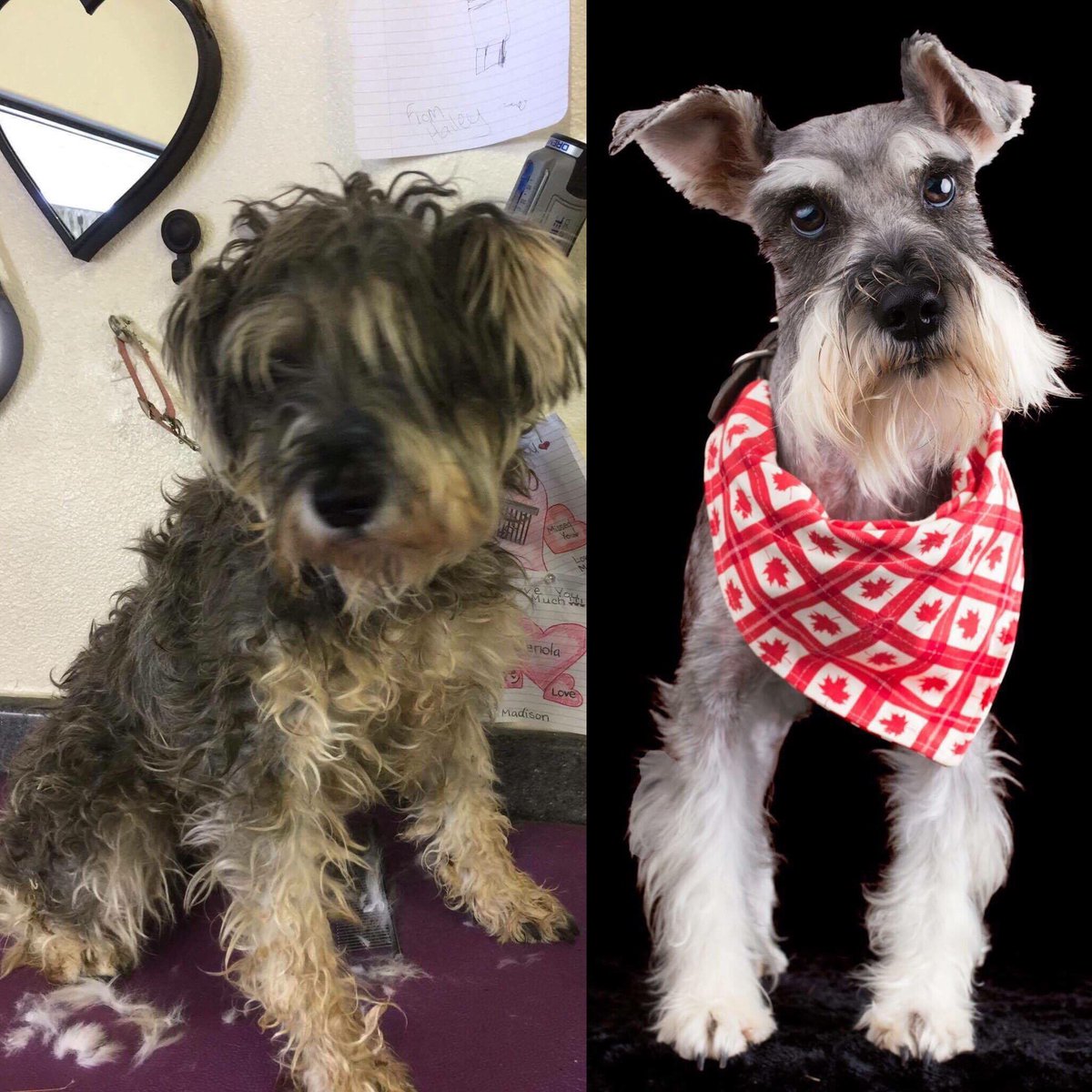 thankdogiamout's tweet image. Happy Dance for this #Save80DogsNov4/5 don’t look back baby your aren’t going that way #alwaysrescue