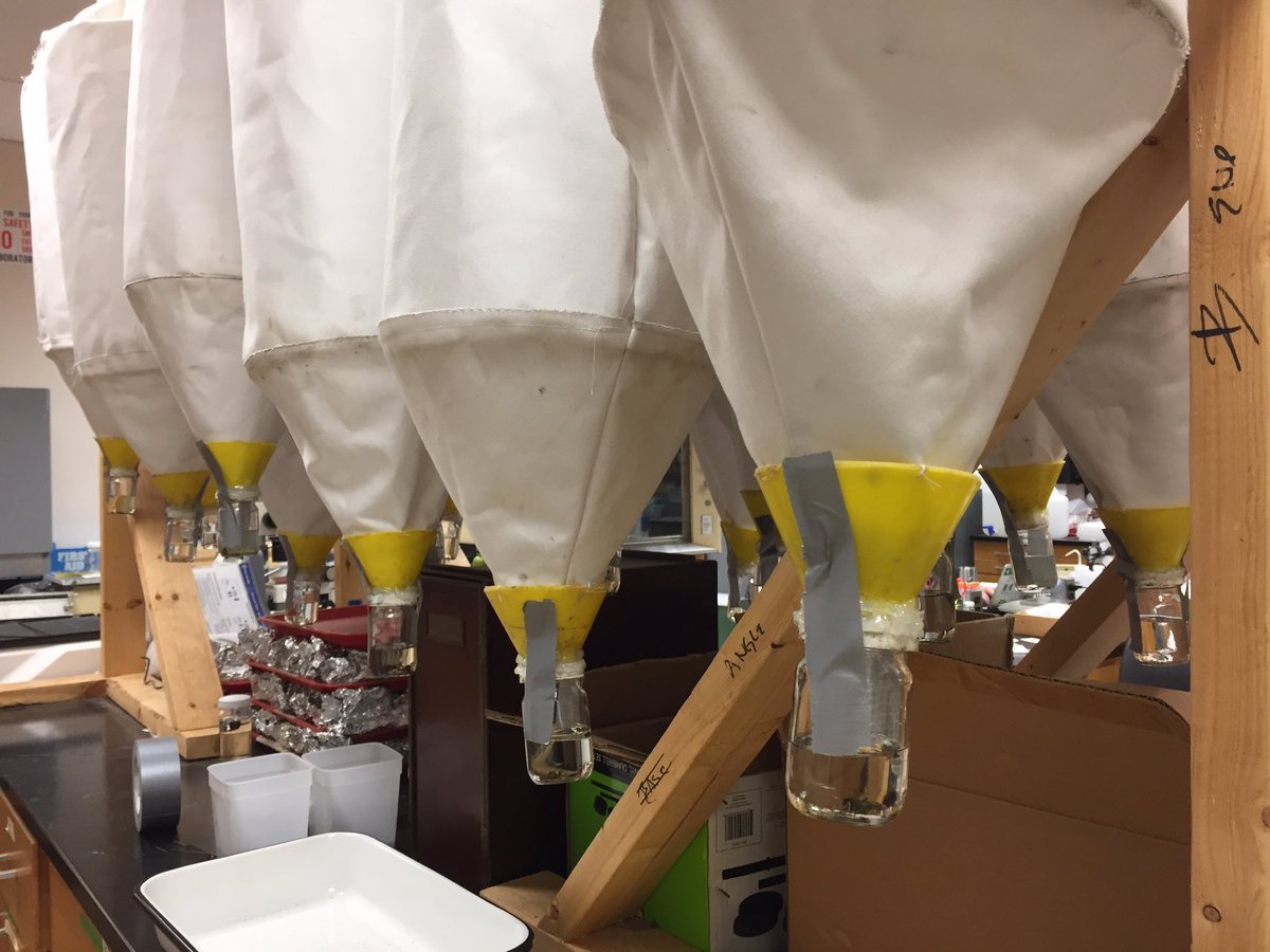 GlobalWorming19's tweet photo. Winkler funnels are up for the start of my last round of sampling for my dissertation work. The 46th and 47th litter sample sets. #LotsaData https://t.co/RfGn7YiAsH
