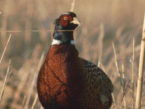 OutdoorNews's tweet photo. South Dakota man turns ranch into #wildlife haven. @SDGameFishParks #ConservationReserveProgram #CRP #hunting https://t.co/bRCGcM3ZHN https://t.co/XtoIas7lvG