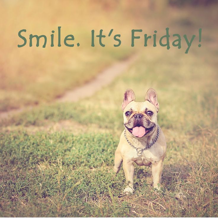 DogRunnin tweet media