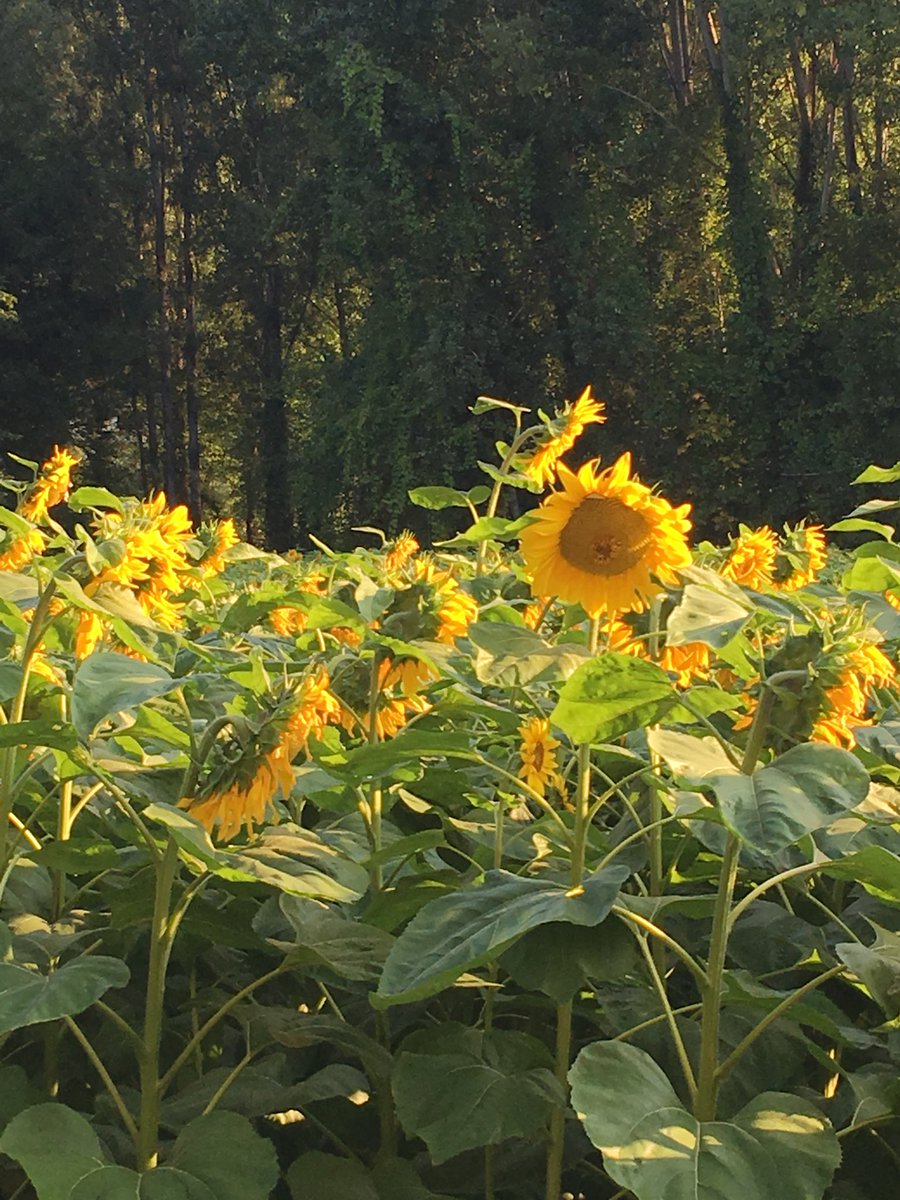 Siskiwit's tweet photo. Happy #FridayField! A field of sunflowers along the Lot River in southern France. https://t.co/rtYGYr4AxJ