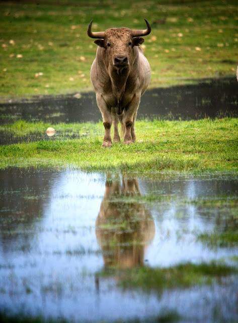 Gracias a la tauromaquia, España es el pais europeo con más Espacios de Alto Valor Natural. 
#SiALosToros