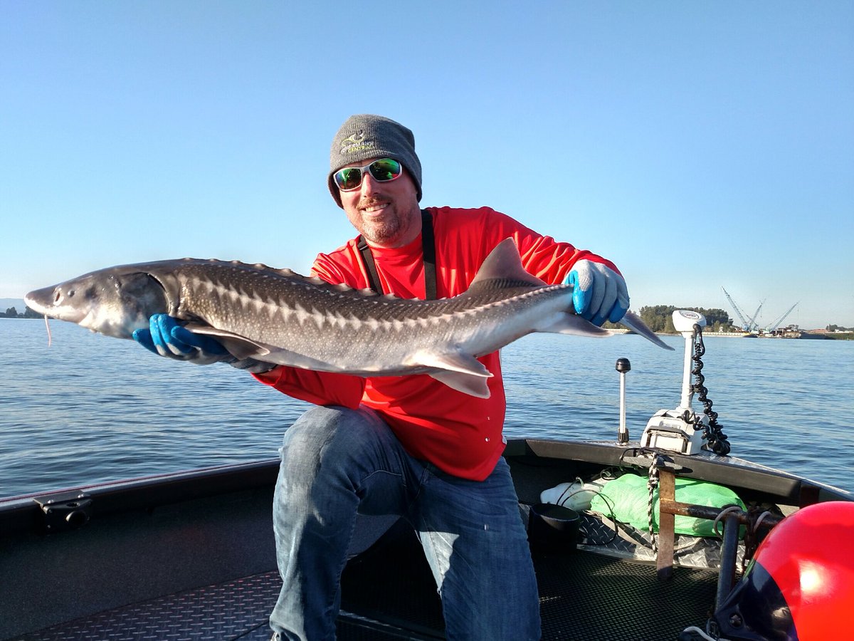 SteelShadLures's tweet photo. It was pretty cool watching @JimRootFishing reel in this beauty on our Oregon Trip! #teamsteelshad #sturgeon #fishoregon https://t.co/FyNKYgDT01