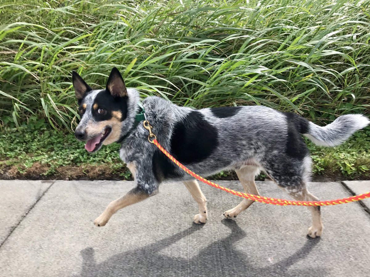 BJNemeth's tweet photo. Final walk with @BriscoMutt right before I drop him off at the boarder, where he'll stay while I work WPT Jacksonville for the next 5 days. https://t.co/EGucFEmbFb