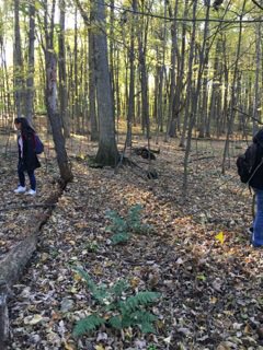 MaplesAndFerns's tweet photo. The 2nd week of our project. Today we were in the mixed ash and sugar maple forests. A lot less ferns, and a lot more leaf litter! #ENVB222 https://t.co/rVQYI95HCu