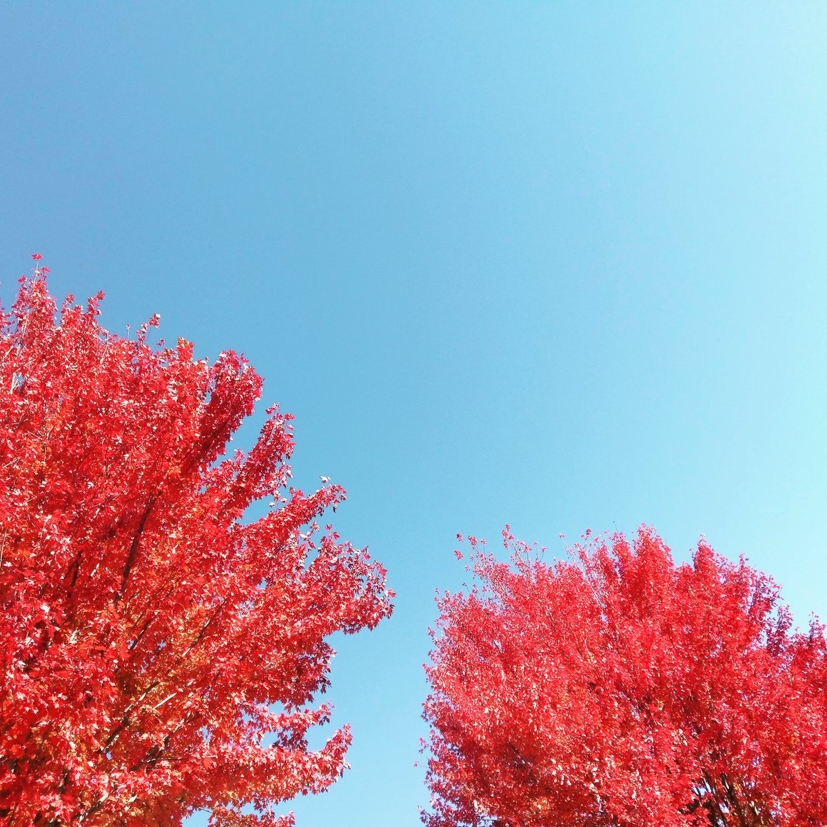 TheOrangeOwl1's tweet photo. View outside office #distracted #vt #vtfoliage #foliage #fallfoliage #FallIsInTheAir #FallInLoveWithVT https://t.co/6s5U13E6S8