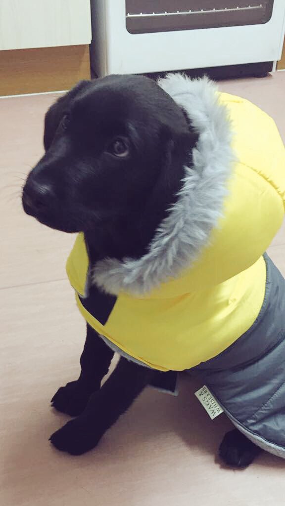FernDavies's tweet photo. Handsome boy. 🐶 #illstopsoon #nextcoat https://t.co/72eXX3yqFq