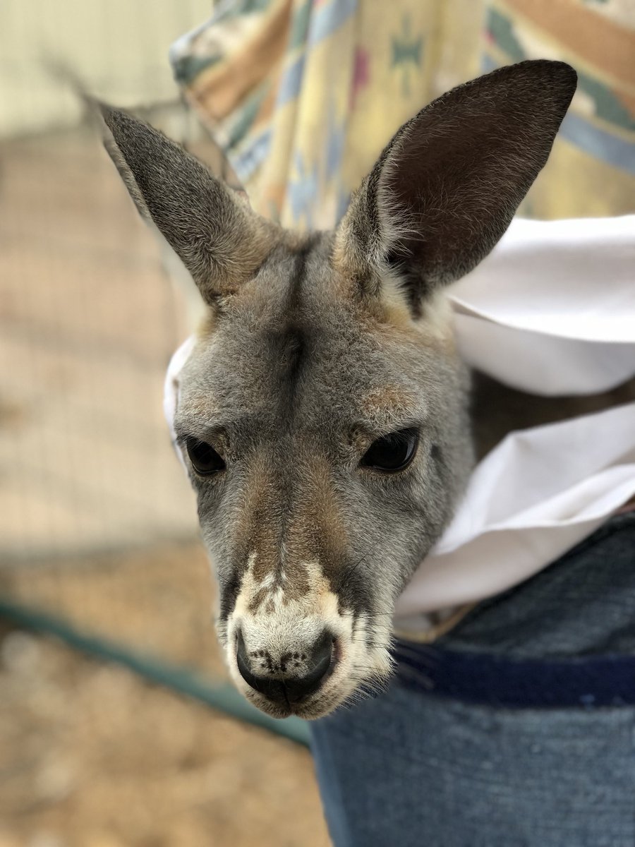ConsumerKing's tweet photo. Paul the Kangaroo at @plzoobranson is loving life! #ad #CQtravel #exploreBranson #BarkCations #Zoo #Branson #Kangaroo https://t.co/Jy63PDdbo1