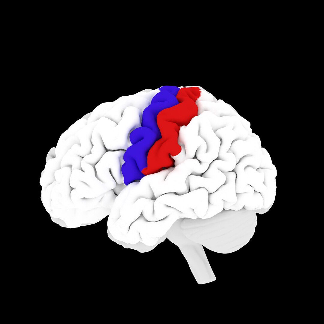 DiMaNeuro's tweet photo. The motor cortex (blue) and the sensory cortex (red),  the bits of your brain that make your body move and feel https://t.co/RmS4Ukiyir
