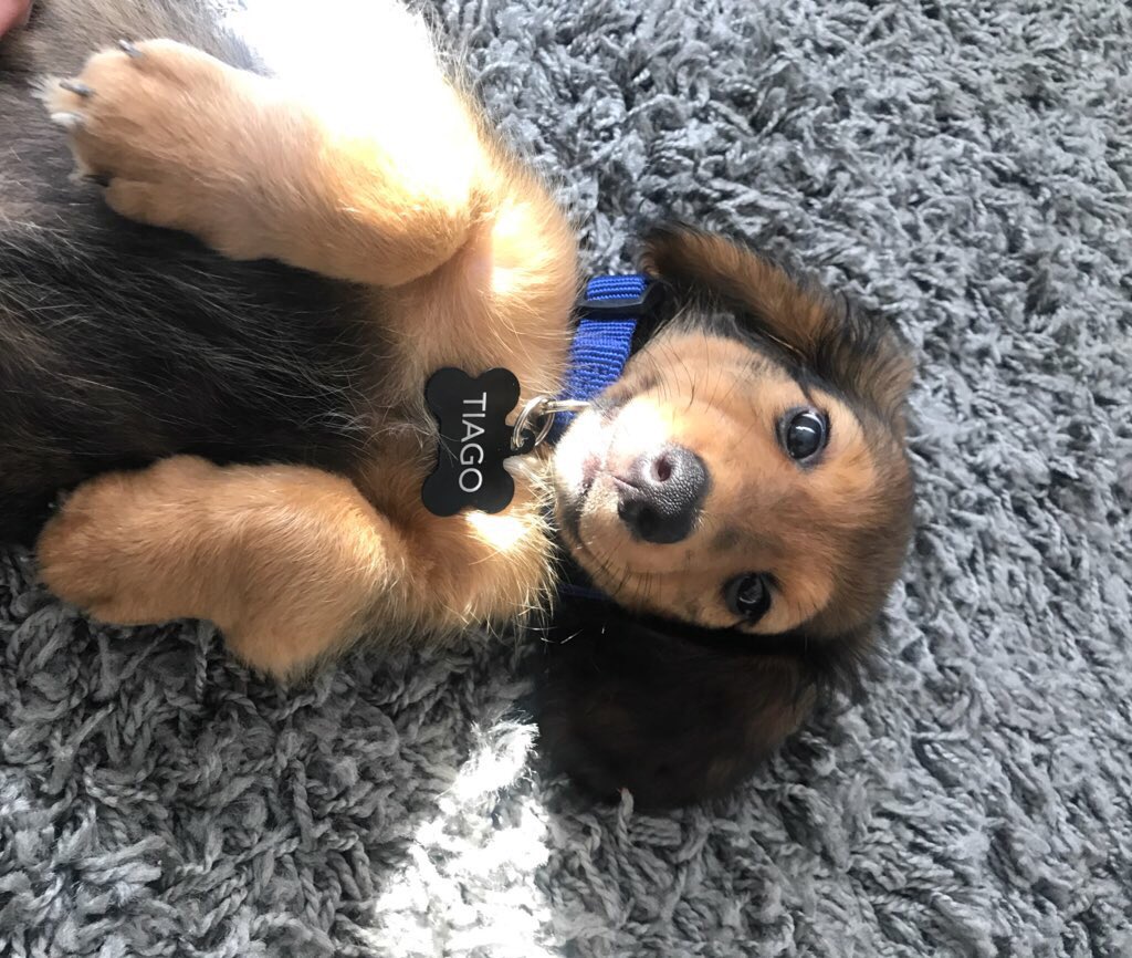 danielasambolin's tweet photo. Tiago, el nuevo dueño de mi corazón.💙 https://t.co/a26c8cLEmS