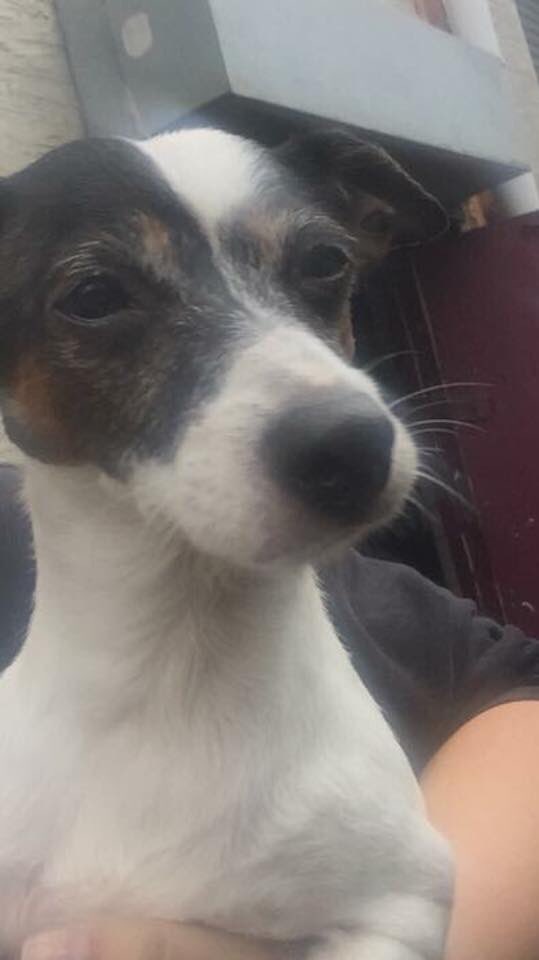rosiedoc666's tweet photo. ANYONE RECOGNISE THIS DOGGY #founddog #felling #fellingByPass #Gateshead #TyneandWear #chipped wrong add π’https://t.co/mfuXiZalvy https://t.co/GD9Ao3L7ft