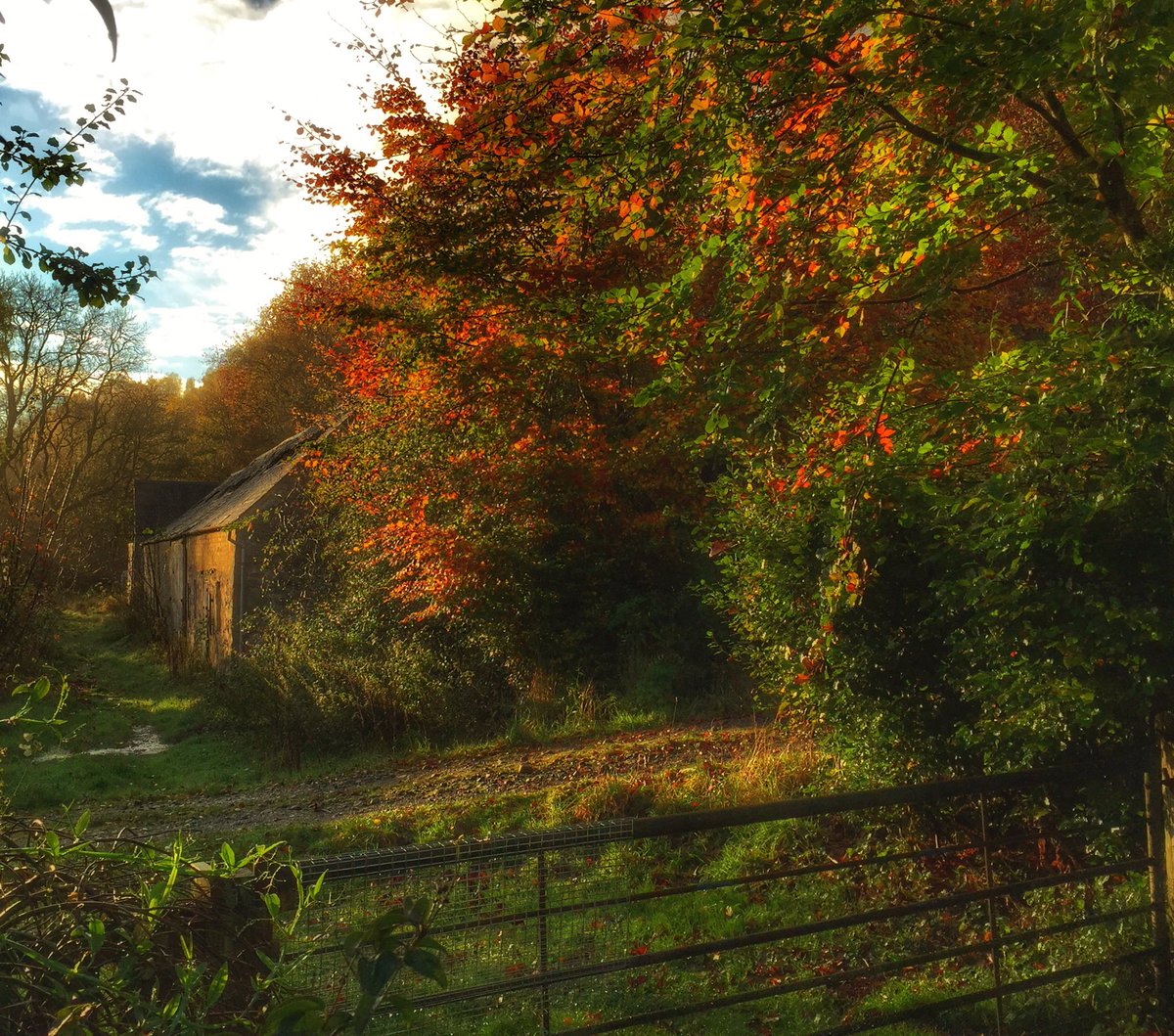lister_deborah's tweet photo. The morning sun lighting up the beech trees by the old barn🍁🍂🍁 #autumn #fallcolors #leafcolour #perthshire #scotland #HomeSweetHome https://t.co/6pSCxDPrQk