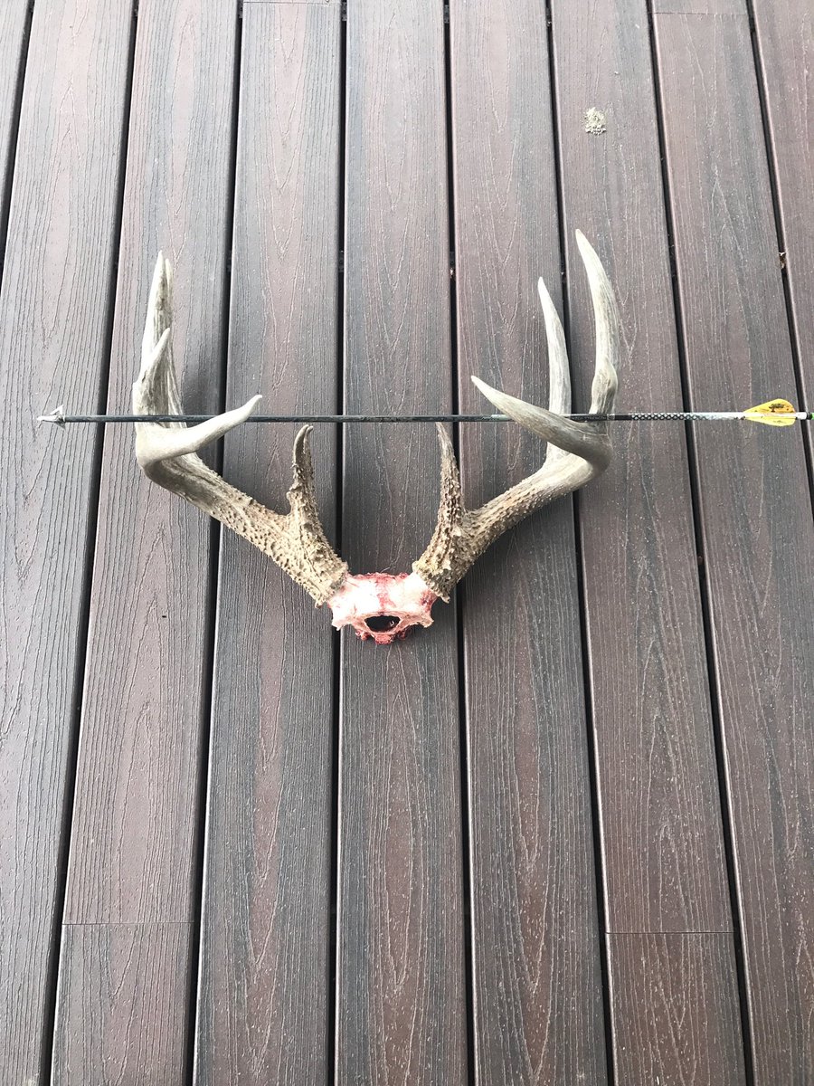 JBushmanTweets's tweet photo. A great combo Easton Axis & the Muzzy Trocar! Big buck had a bad day! #followjb #bmnation #muzzy # Easton archery https://t.co/R0B7jrLES3