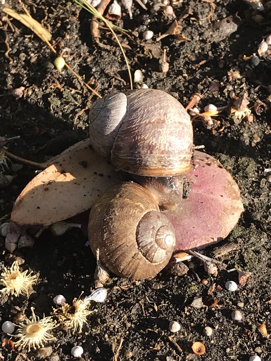 lorejacobo08's tweet photo. This is Love ❤️🐌 https://t.co/gRE0qFKfWo