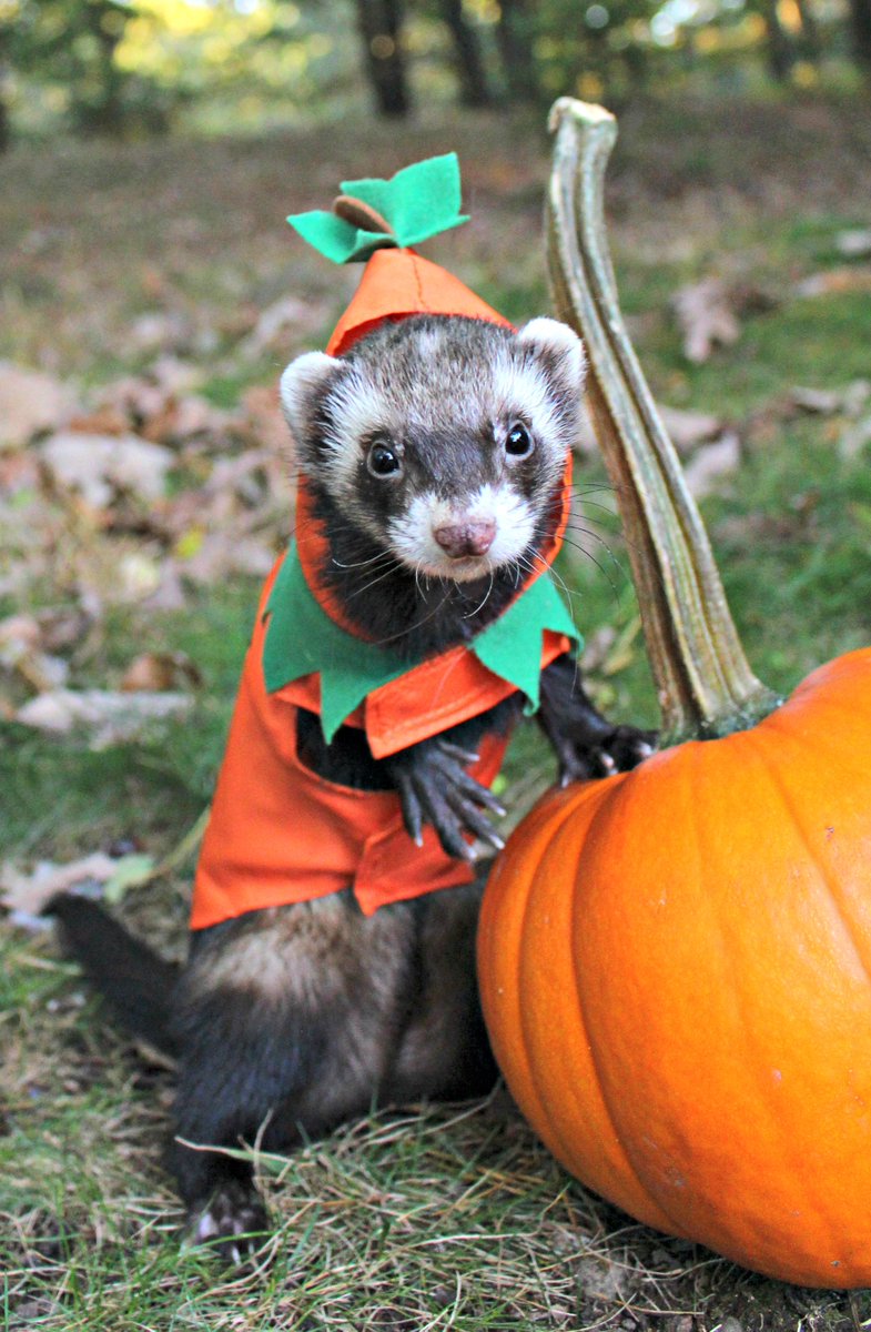 MarshallPet's tweet photo. You still have time to enter our #Halloween #Ferret Photo Contest. https://t.co/lLFewBz7zO #ferrets #contest https://t.co/1lqjOnGpQt