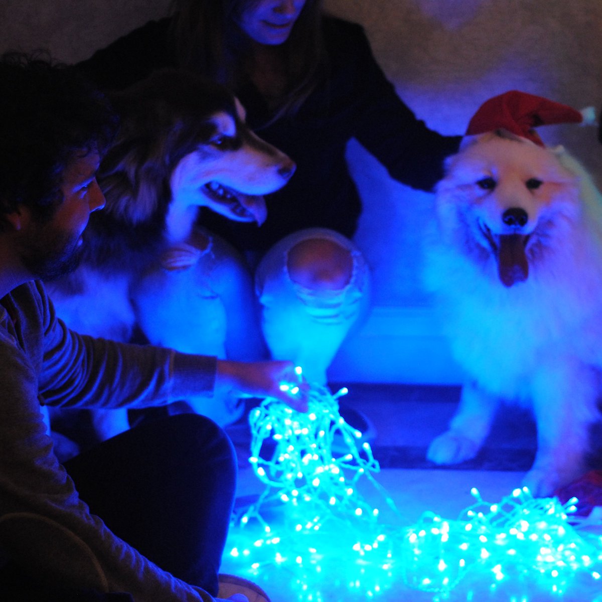 AVFAOfficial's tweet photo. Another behind the scenes look at our upcoming calendar📆🐾#rescuedogs #rescue #rescueanimals #alaskanmalamute #samoyed #calendardogs #doggos https://t.co/NnI2HeQLAt