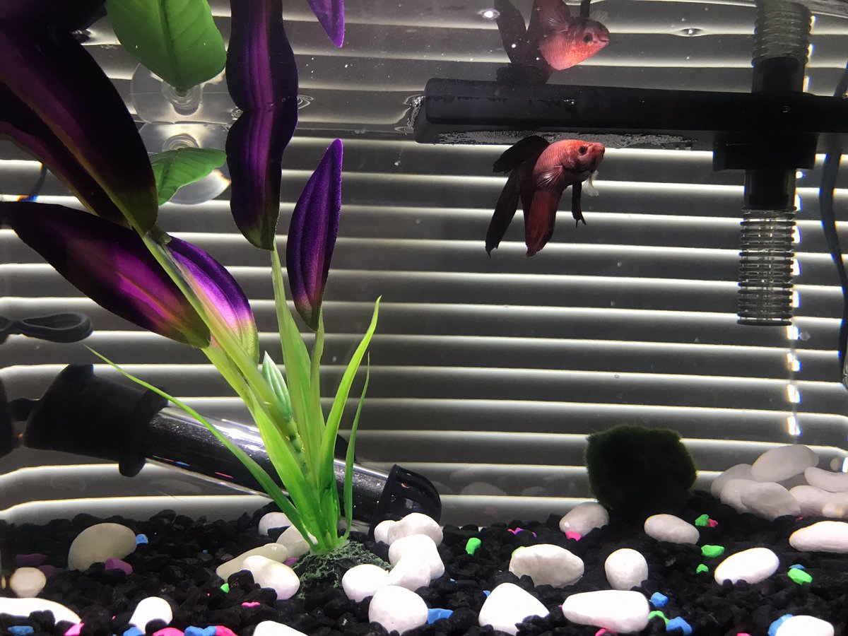 Lizannbach's tweet photo. My new obsession #beautifulbetta https://t.co/eckubZZOTn