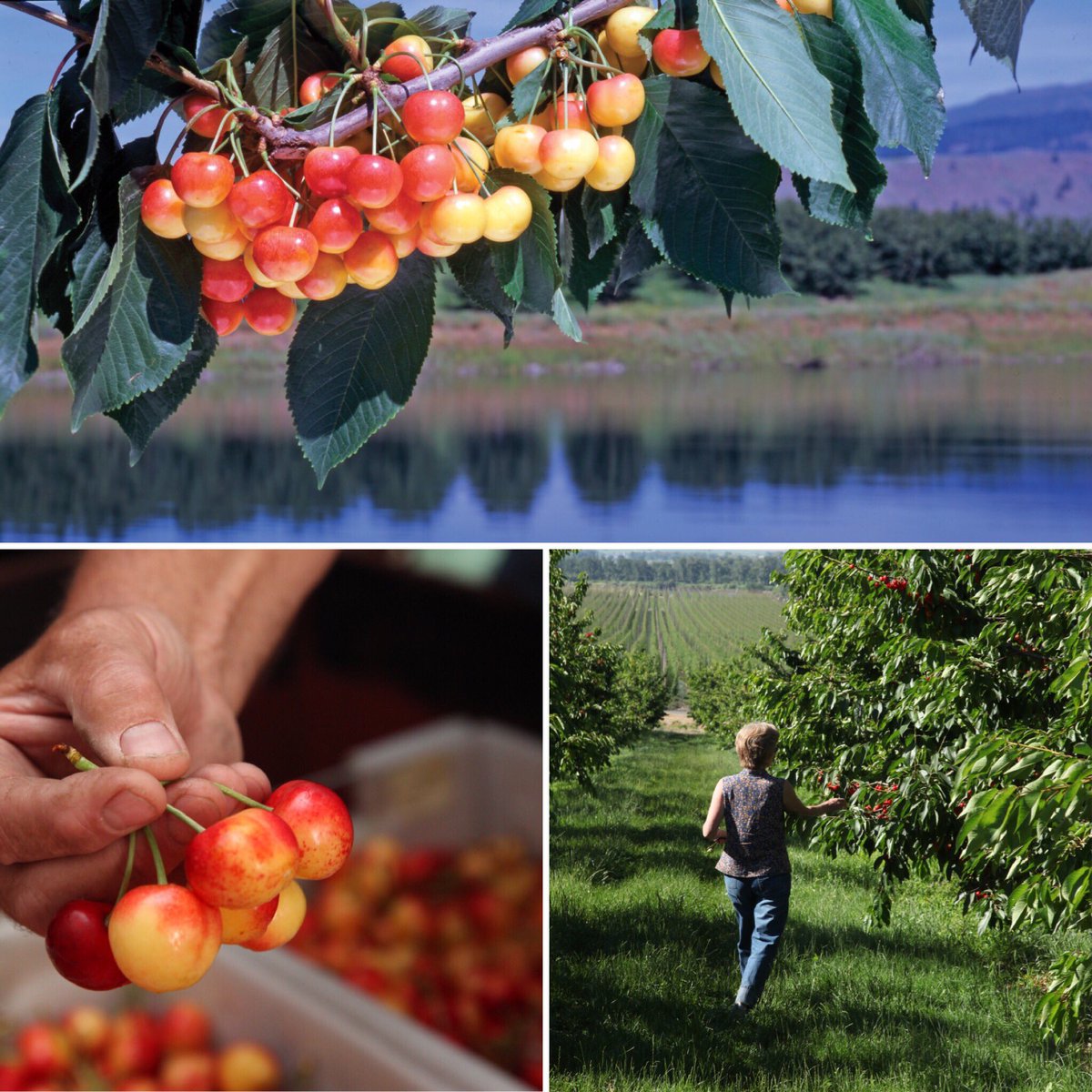 Did you know the #Rainier cherry was developed in #Prosser at the #WSU research station in 1952? We love #local #cherries! #FunFactFriday 🍒