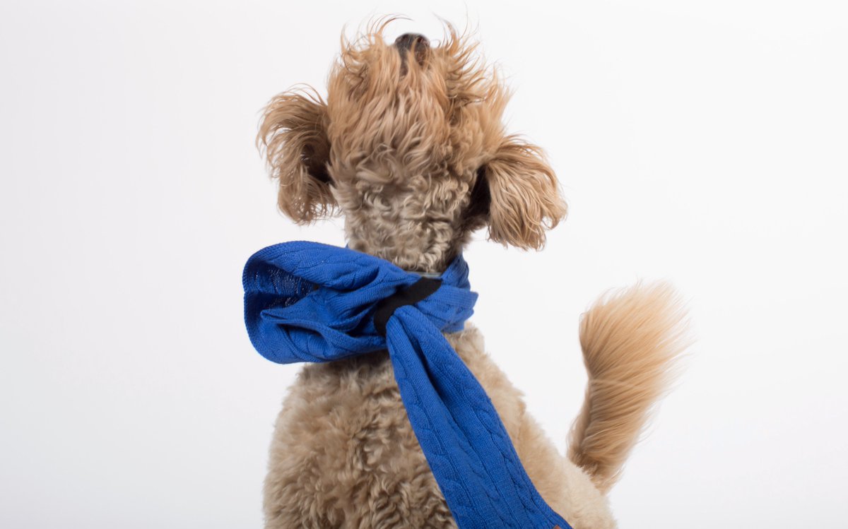 BundlePup's tweet image. Woof woof!! Bow wow!! #FridayFeeling