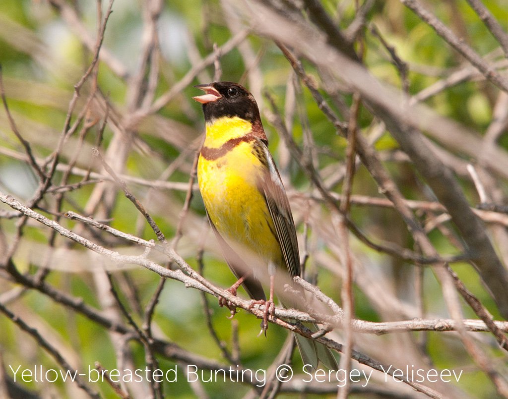 BirdLife_News's tweet photo. It's been a worrying trend in recent years: birds that used to be common are going into decline. Let's stop it now: https://t.co/MOdUmfQEj2 https://t.co/s2H4S0pI4W