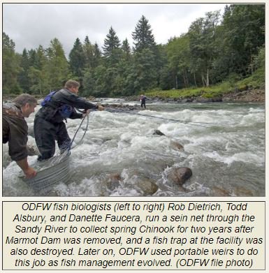 DamNationFilm's tweet photo. 10 yrs after OR’s largest dam removal, salmon rebound on Sandy R- https://t.co/6PwkVOvusD https://t.co/tBHLq3N8dr