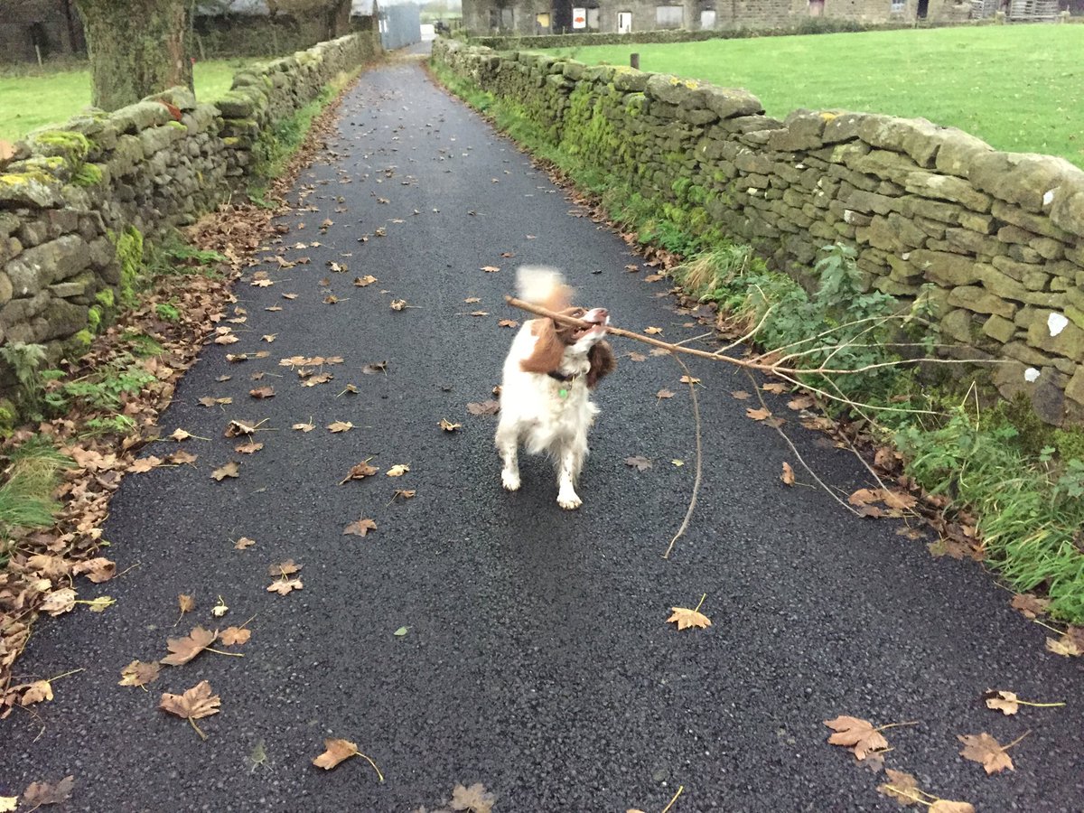 Daft stick carrying dog strikes again!