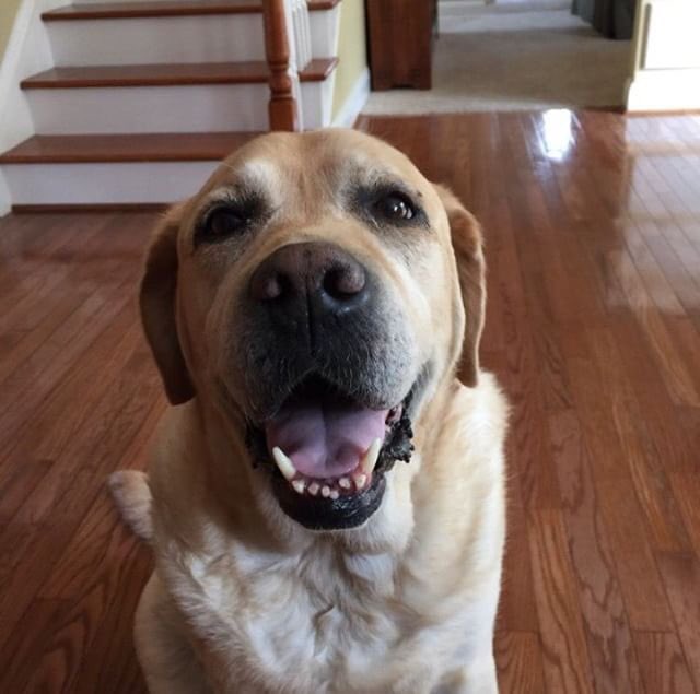 SL_ARA tweet picture