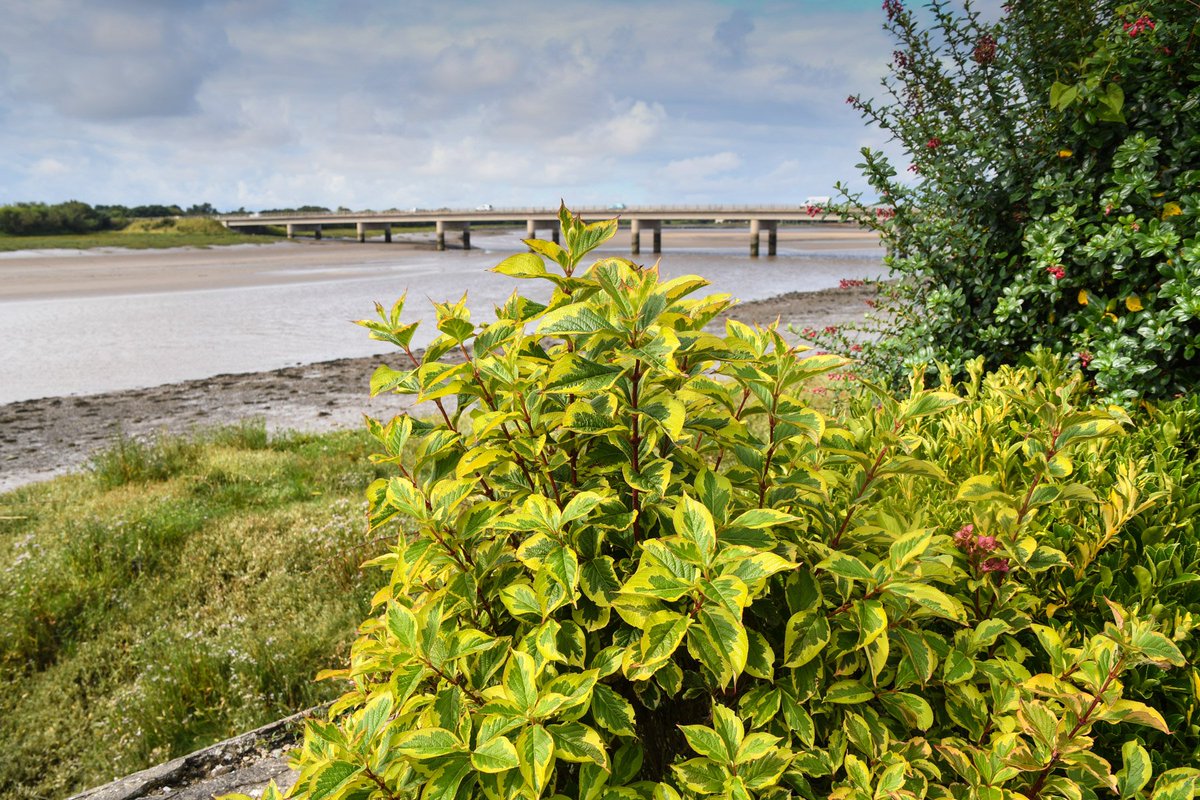 Shard Riverside Inn tweet media