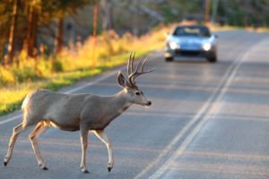 Deer accidents are on the rise, keep watch especially dawn and dusk
#autoadvice #cartips #carrepair