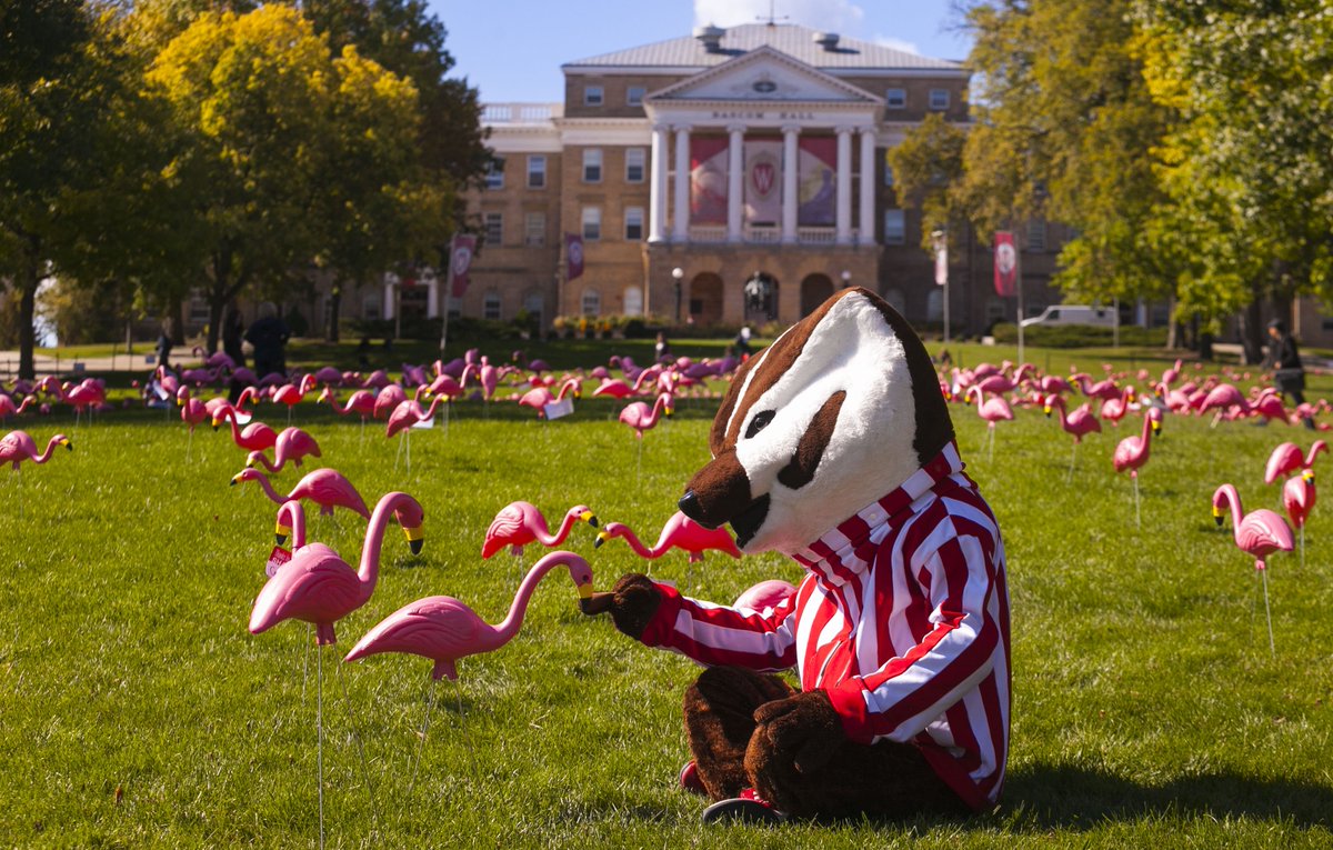 WisAlumni's tweet photo. They say flamingos are social creatures, and so are @UWBadgers. Help us Fill the Hill! https://t.co/wPAmfAOqEu #UWFlamingos https://t.co/LxtYfI84MD