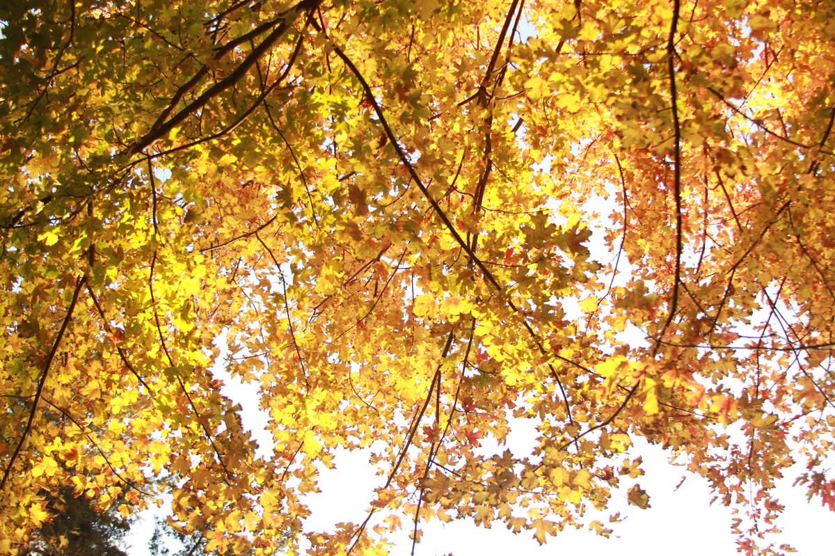 What a gorgeous day at #pwolfnation !