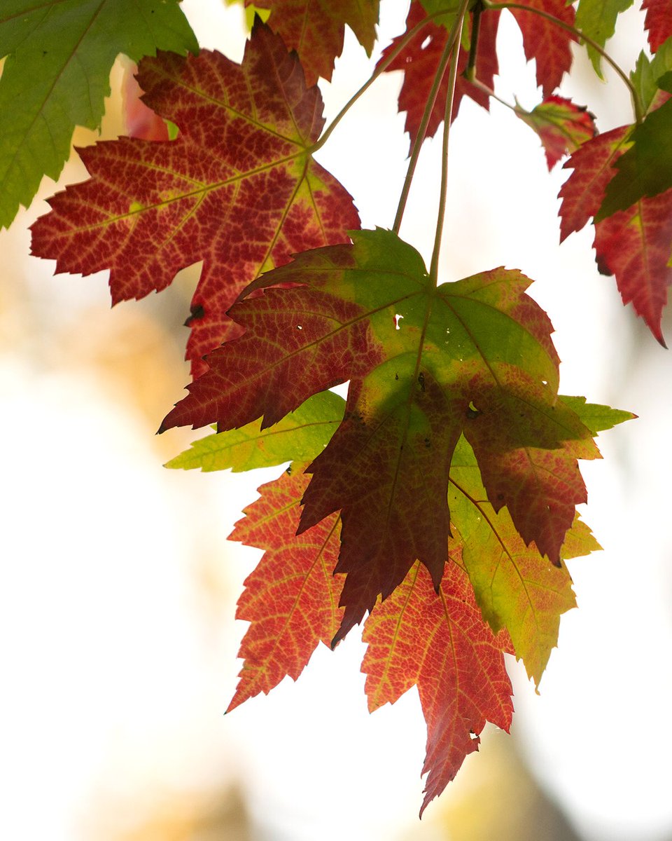 deanhans's tweet photo. Amazing fall color!#loveIowa https://t.co/lDhPPVmBjj